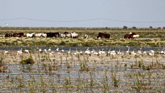 Spagna, siccità e inquinamento: a rischio il parco nazionale di Doñana