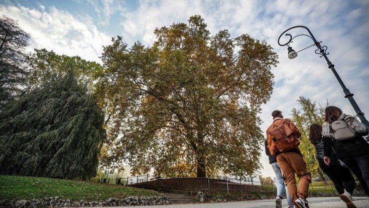 Torino capitale del verde, ma com'è difficile piantare un albero