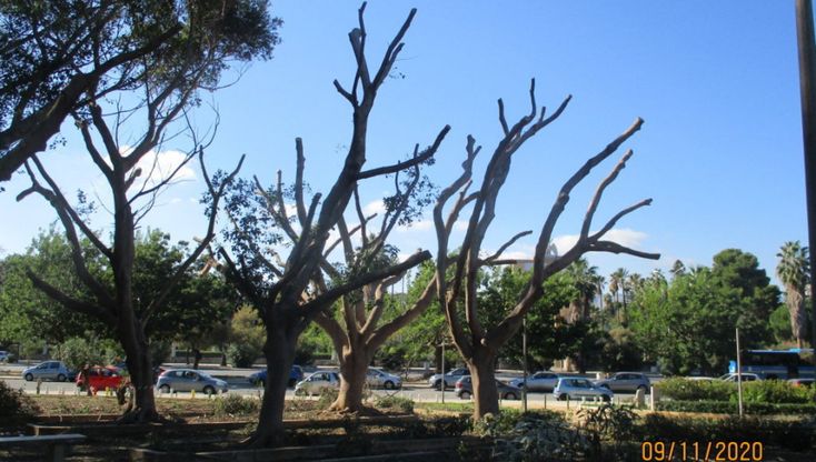 Palermo, l'appello di 19 associazioni: “Stop al taglio dei ficus al Foro Italico”