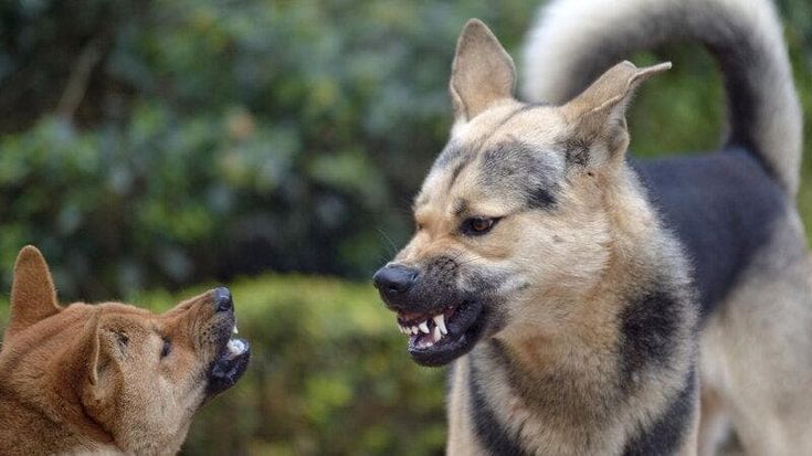 Cani aggressivi e legati a catena in una baracca al Tuscolano: Gualtieri ordina il sequestro