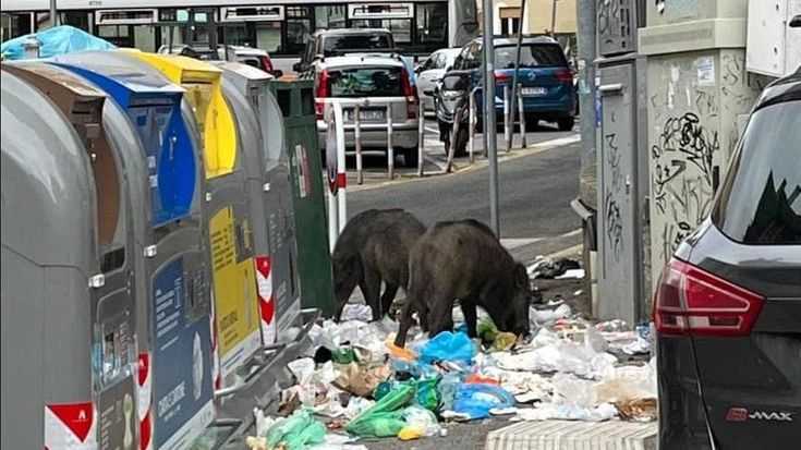 Lo zoologo di Unige: “I cinghiali in città perché in troppi continuano a nutrirli”