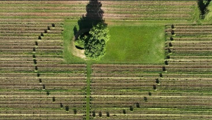 Agroforestazione e specie resistenti, così la vite resiste al riscaldamento globale