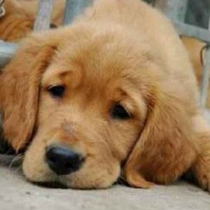 Frosinone, ustionato con le sigarette Ciccio, il cane che veglia il suo padrone sulla tomba: taglia di 5mila euro sui responsabili