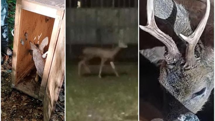 Capriolo vaga di notte nel centro di Brescia: la polizia provinciale lo soccorre e lo libera