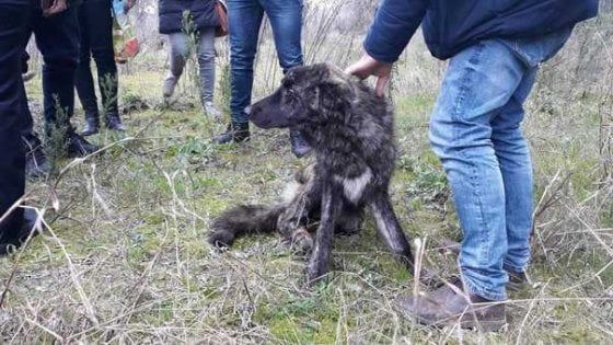 Salento, cane ferito a una zampa resta una settimana senza cibo: è salvato dalle guardie ambientali