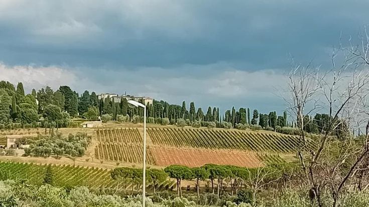 La soprintendente sui lavori nella proprietà del magnate russo: “Nella tenuta di via Bolognese gli olivi si potevano salvare”