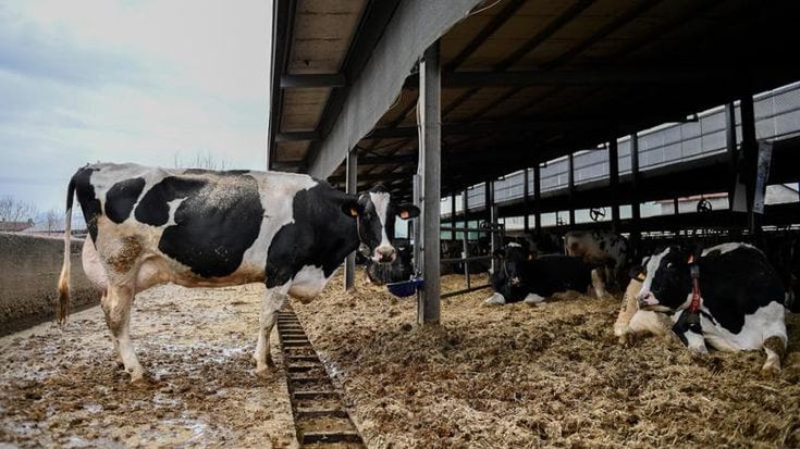 Meno vacche, dazi, e i costi corrono la grande crisi della carne è servita