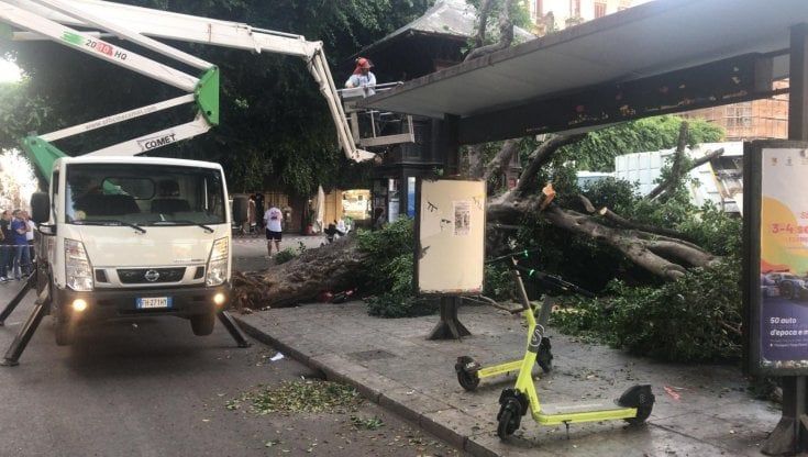 Crolla un albero davanti al Teatro Massimo, era accanto alla fermata del bus