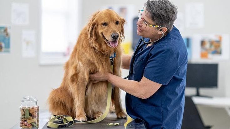 Animali domestici, il business delle cure: “Così le cliniche sono diventate oro”