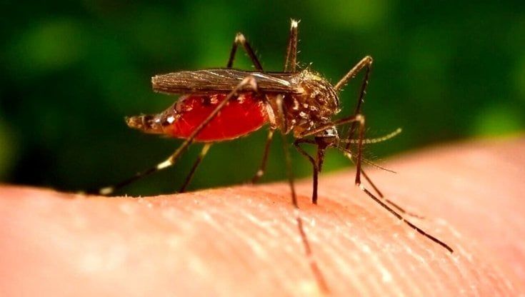 Virus delle zanzare, un anziano di Marsala primo caso in Sicilia