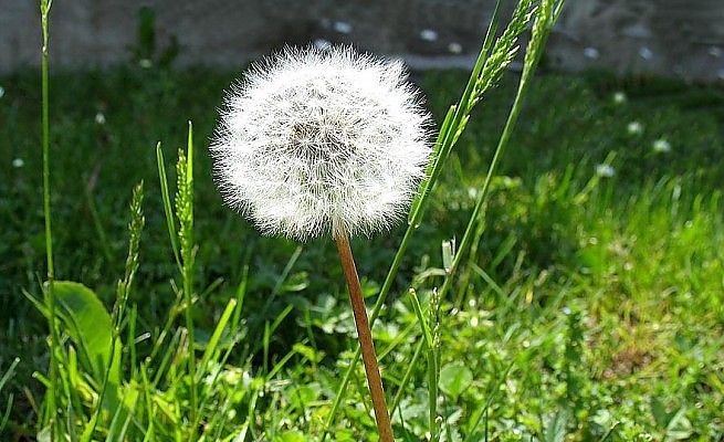 Il fegato "ko" per gli eccesi natalizi?<br />Col girasole piemontese torner&agrave; "ok"