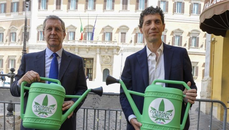 Cannabis, il governo dice sì alla depenalizzazione nella Relazione sulla tossicodipendenza 