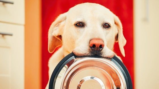 Cane, il benessere è nel microbioma: ecco la dieta ideale