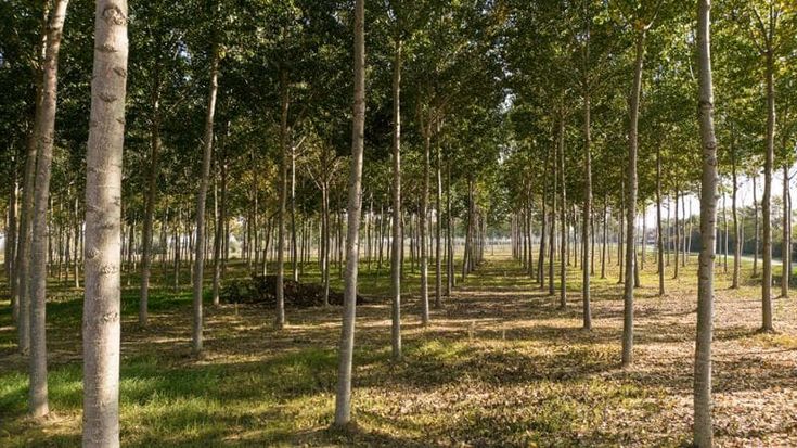 Boschi e foreste, in Veneto via a finanziamenti per 12,8 milioni di euro