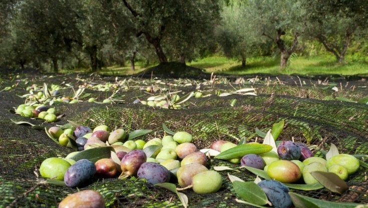 Fratelli Carli punta sul green: i sacchetti compostabili sono a base di noccioli di olive