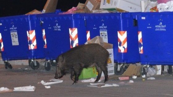 Bari, cane aggredito da un cinghiale in città: la Regione deve risarcire il proprietario