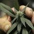 “Legalizziamo la cannabis”, pronta la legge bipartisan
