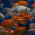 Non liberate il pesce rosso: fa male all'ambiente