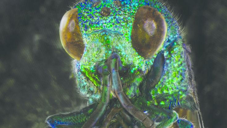 Tutto l'horror degli insetti, quegli alieni inquietanti (ma utili) che popolano la Terra