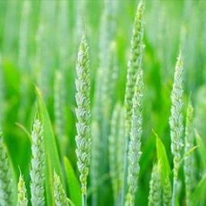 La Bioeconomia italiana vale 260 miliardi, terza in Europa dopo Germania e Francia  