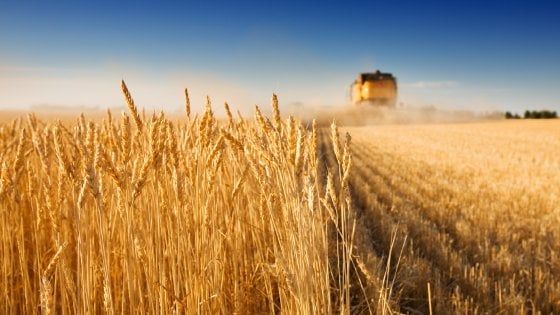 Riflettori puntati sul cibo: un premio giornalistico a favore della sostenibilità alimentare