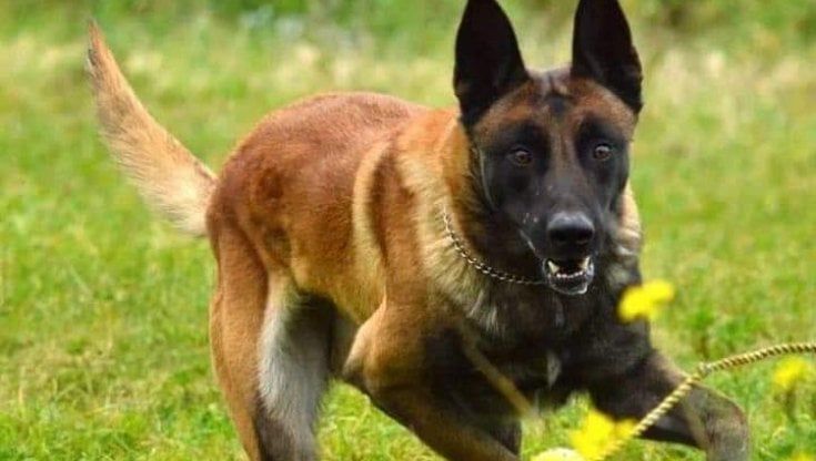 I poliziotti baresi piangono King, il cane antidroga morto dopo 10 anni di servizio: "Aveva un fiuto eccezionale"