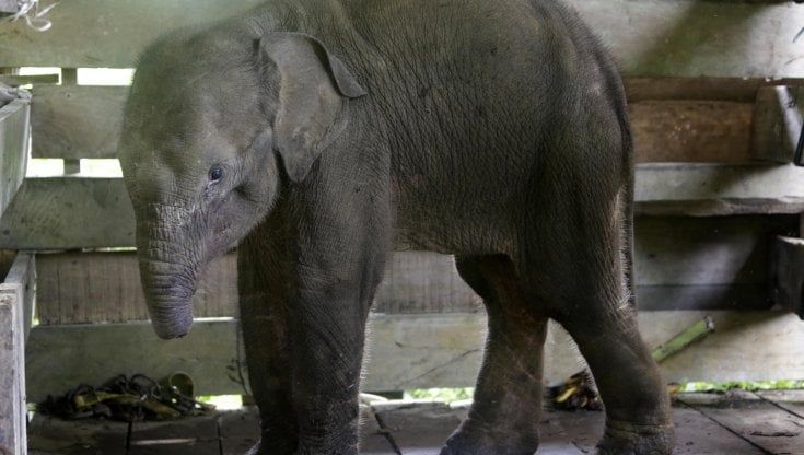 Morto l'elefantino di Sumatra, aveva la proboscide amputata per le ferite dei bracconieri