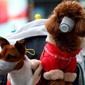Cibo e prodotti per animali, raddoppia l'e-commerce
