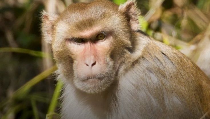 Dalla scimmia all'uomo. Masturbarsi aiuta l'evoluzione