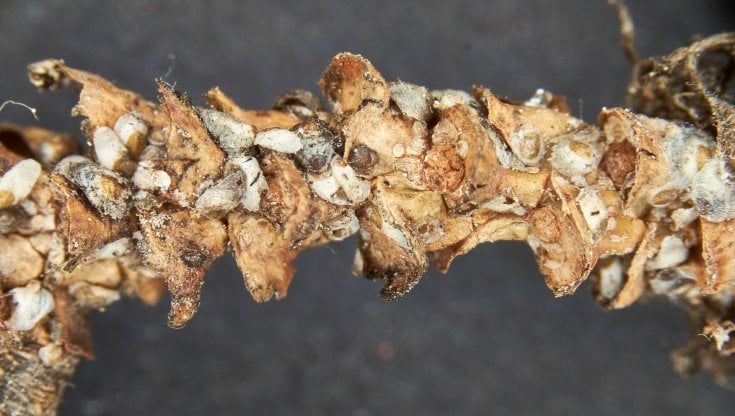 Bari, pini in pericolo: individuata una nuova cocciniglia su centinaia di alberi a Japigia. "È allarme"
