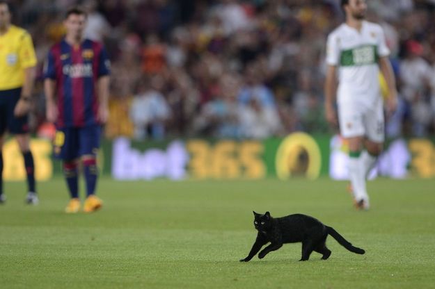 Barcellona, gatto nero in campo: si ferma la partita