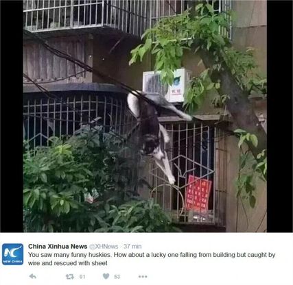 Cina, il volo dell'husky fortunato: cade dalla finestra ma i fili lo salvano