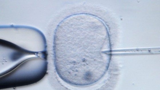 Pronto per la fecondazione. E' il primo ovocita umano cresciuto in laboratorio