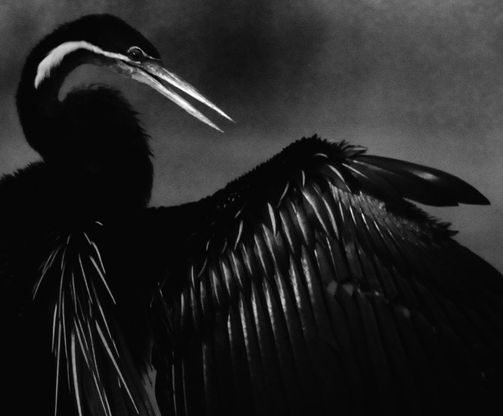 Ischia, in mostra gli animali in movimento di Jean-Marie Manzoni