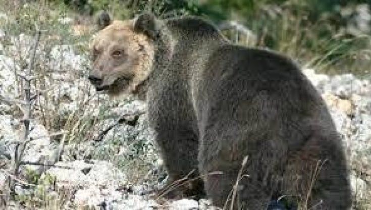 Orso attacca e ferisce un escursionista in Trentino. La Provincia: “Quelli pericolosi vanno abbattuti”