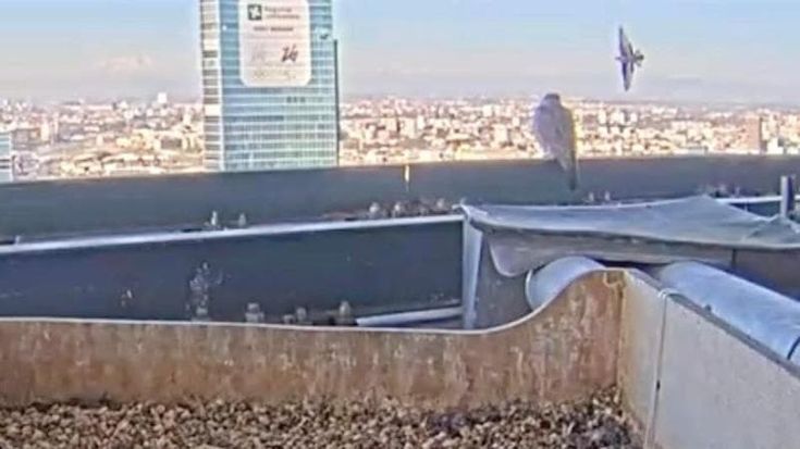 Avvistata la rondine montana sul Pirellone: sfida la sorte volando vicino ai falchi pellegrini