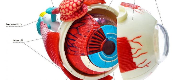 Coroide: la membrana che nutre l’occhio