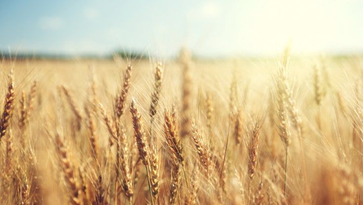 Cdp, Intesa Sanpaolo, Mipaaf e La Molisana insieme per il nuovo contratto di filiera dei cereali