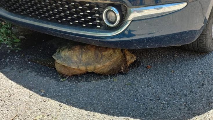 Feroce tartaruga azzannatrice trovata in strada a Empoli: è stata affidata al Wwf