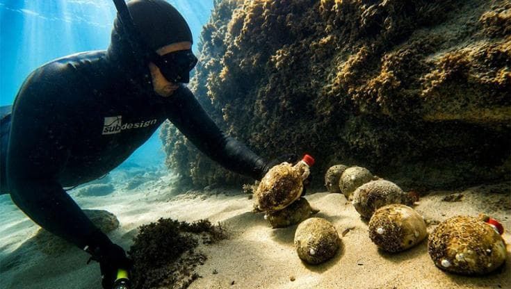 Dalla campagna maremmana alle onde: il vino in anfora che matura in fondo al mare