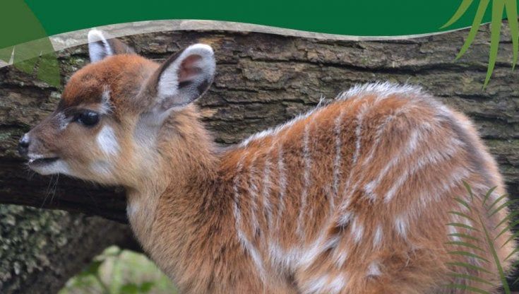 Il cucciolo di antilope sitatunga nato da una mamma ferita ha un nome: si chiama Scheggia