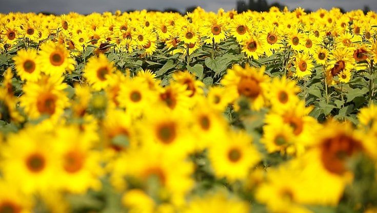 Covid, odori distorti e allucinazioni. Che fatica recuperare l'olfatto dopo la malattia