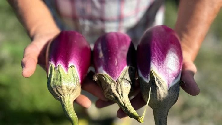 La melanzana violetta di Longobardi si merita un Presidio