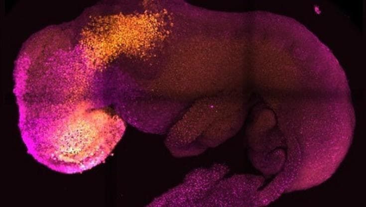 Un embrione artificiale per studiare da vicino l’inizio della vita