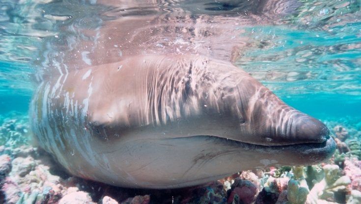 La balena che nessuno aveva mai  visto nuotare
