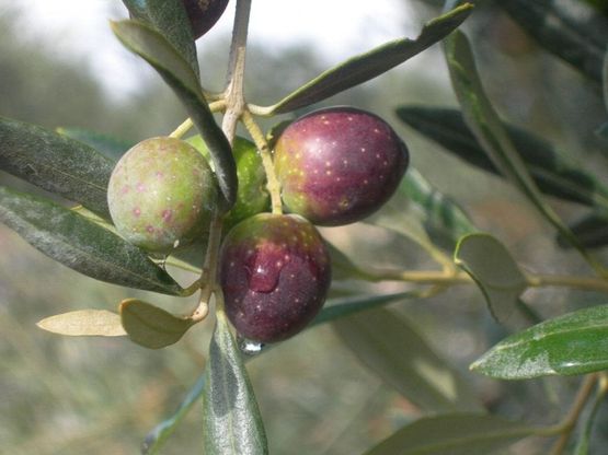 L'Unione Europea da il via libera per il dop all'oliva di Gaeta