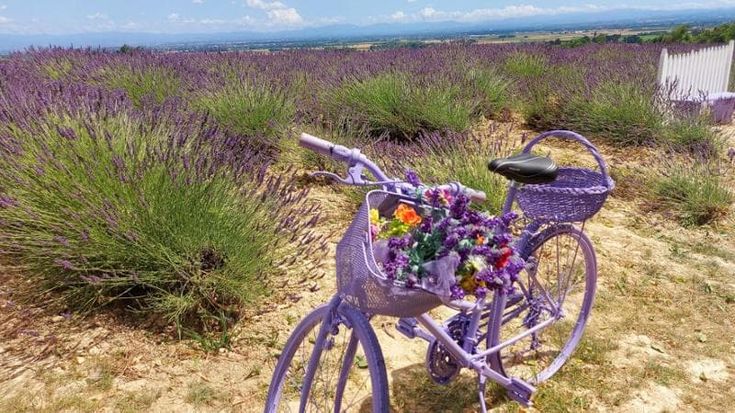 Non solo Provenza. Dall’Oltrepò Pavese al Pollino, i campi di lavanda da scoprire in Italia