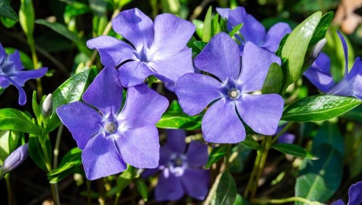 I cinque sensi/ Colore. La seduzione del pervinca
