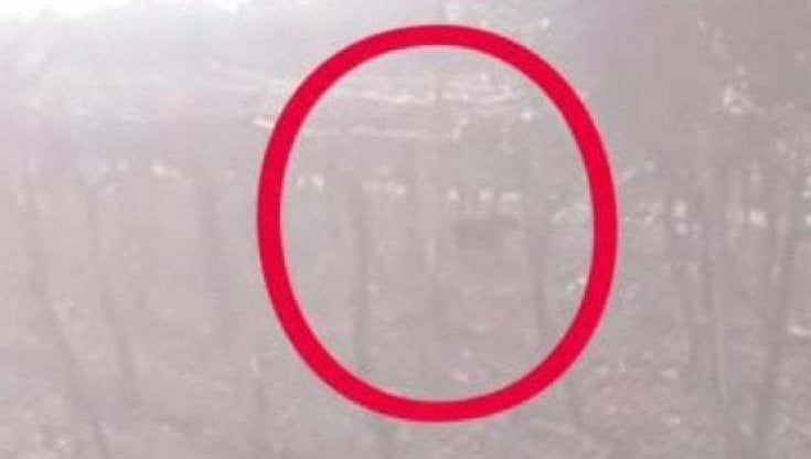 Pantera nera in libertà, a Ostuni ricerche in elicottero e falsi allarmi. Il sindaco: "Per ora senza esito"