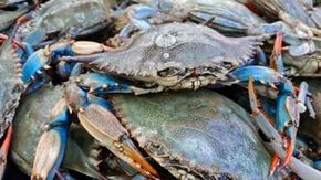 L’innalzamento dei mari favorirà diverse specie invasive
